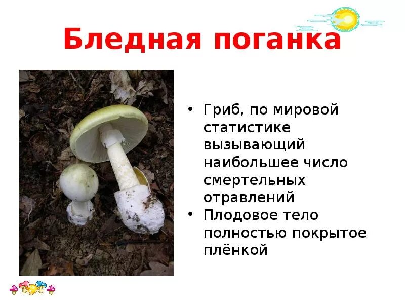 Почему грибы опасны. Гриб мухомор и бледная поганка. Поганки грибы ядовитые. Бледная поганка гриб. Бледная поганка ядовитые грибы 2 класс.