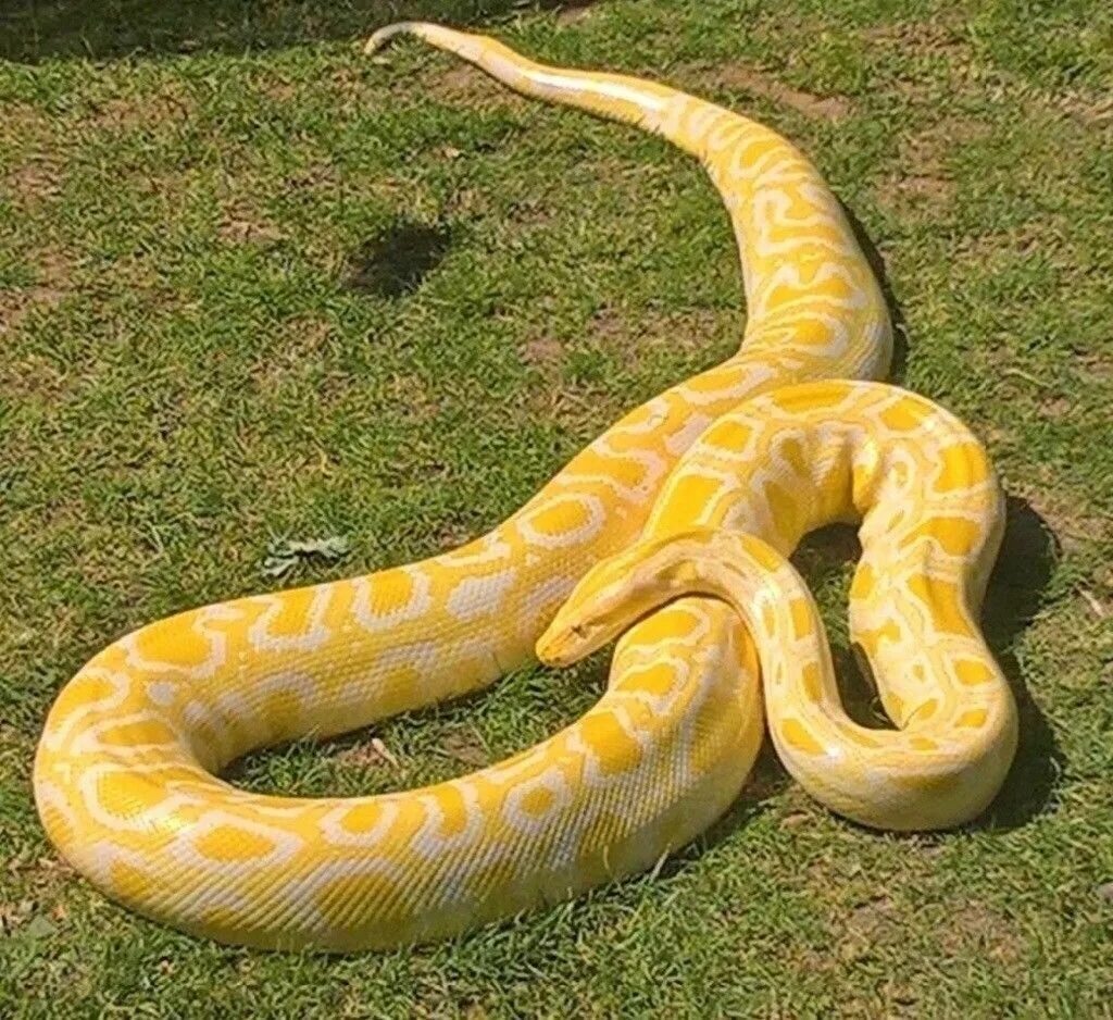 Змея питон большой. Тигровый питон желтый. Змея тигровый питон.