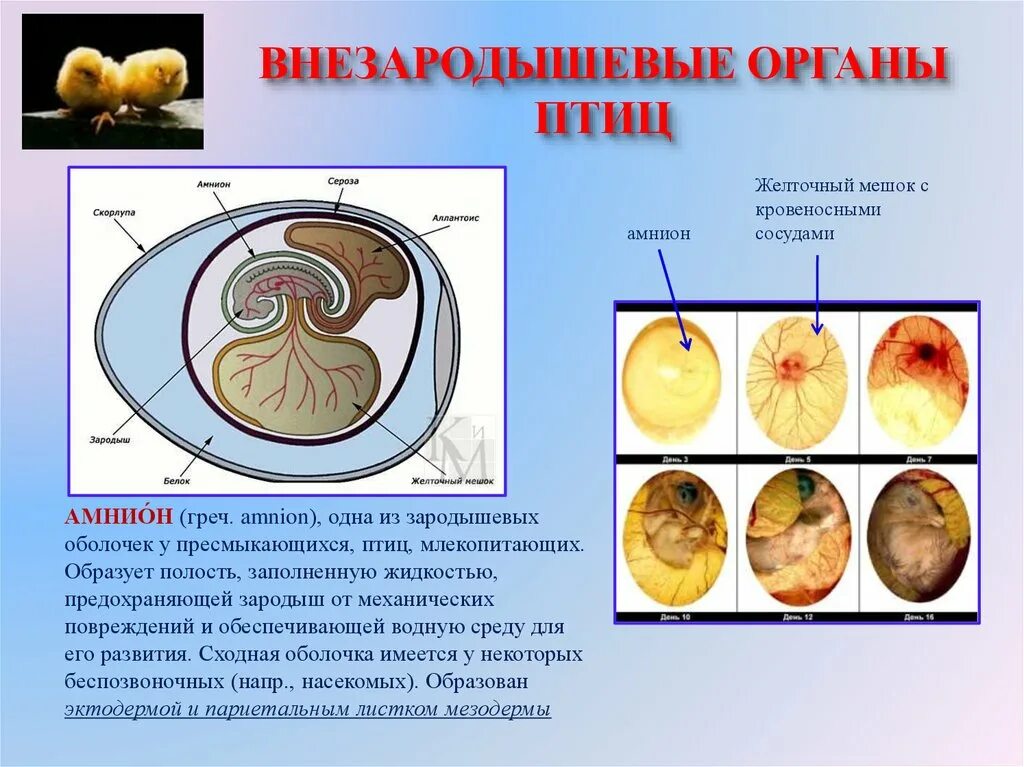 Строение зародыша хорион амнион. Амнион и желточный мешок. Провизорные органы зародыша птицы. Строение яйца птицы амнион. Появление амниона и других зародышевых оболочек