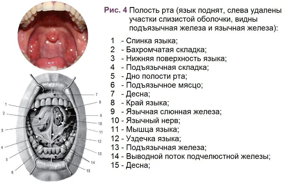 Полость рта положение. Строение ротовой полости. Ротовая полость анатомия. Анатомия ротовой полости человека.