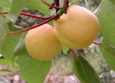 Сорт абрикоса ананасный