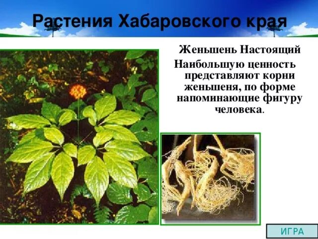 Картинки РАСТЕНИЯ ХАБАРОВСКОГО