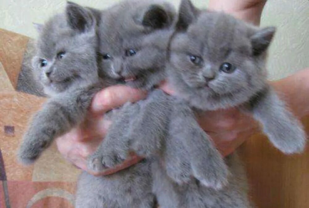 Купить кошку в спб. Котята британские плюшевые голубые. Котята голубого окраса. Толстые плюшевые голубые котята. Продаются котята британцы.
