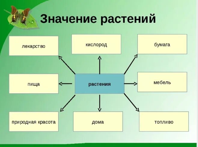 Биология 5 класс значение растений в природе. Схема значение растений в природе и жизни человека 5 класс биология. Значение растений в жизни человека. Важность растений в жизни человека. Значение растений в природе.