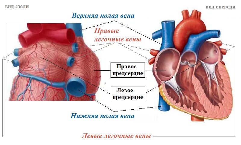 Левое предсердие какие вены