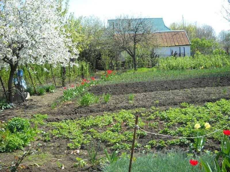 Старомышастовская Краснодарский. Станица Старомышастовская. Старомышастовская Краснодарский край фото. Станица Старомышастовская Динской район Мичурина  194.