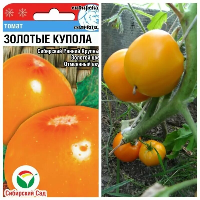 Семена томат золотые купола. Золотые купола сорт томатов. Семена помидоров золотые купола. Золотые купола томат описание. Урожайность томата золотые купола