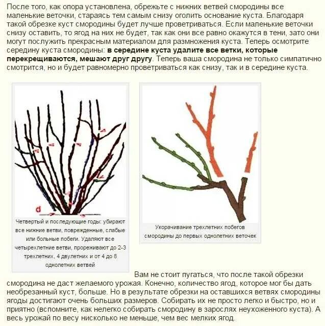 Нужно ли обрезать смородину весной. Схема обрезки красной смородины весной. Обрезка саженцев смородины весной. Схема обрезки смородины весной. Правильная обрезка смородины весной.