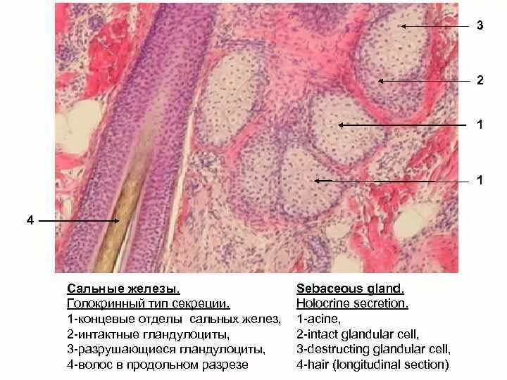 Печень сальные железы. Строение сальной железы гистология. Строение сальных желез гистология. Эккриновые потовые железы гистология. Потовая железа гистология рисунок.