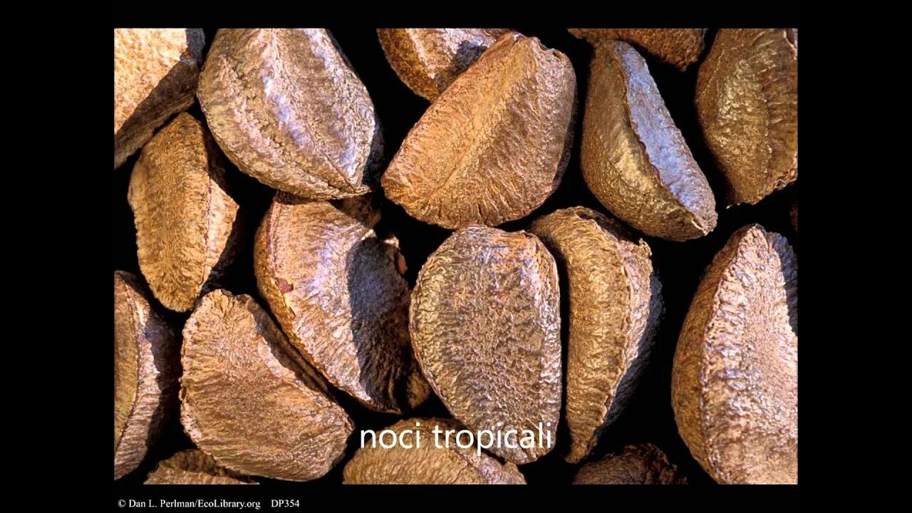 Орех из бразилии 5. Бразильский орех kola Nuts.