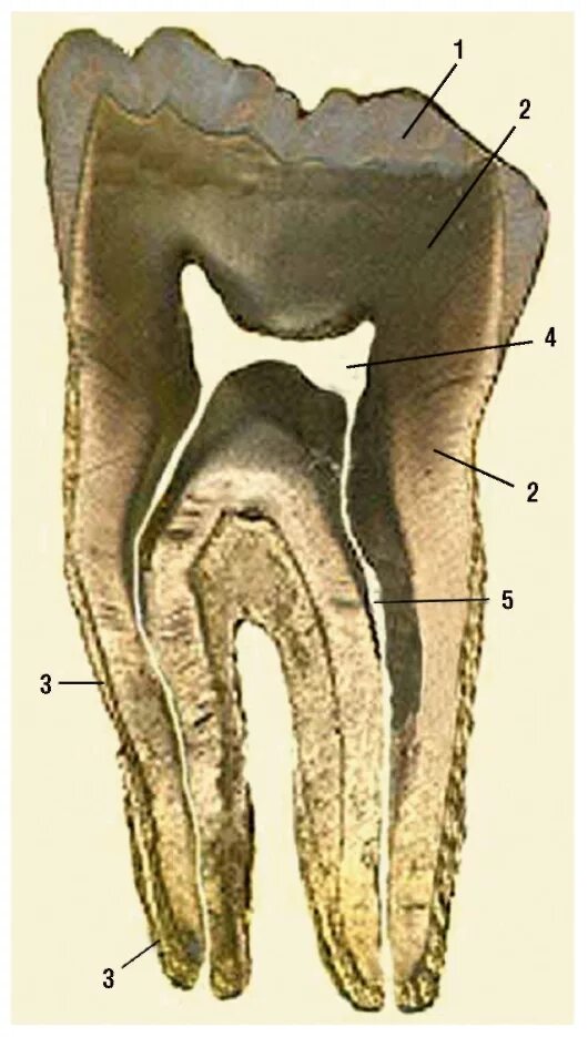 зубы человека дентин