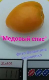 Томат медовый спас характеристики
