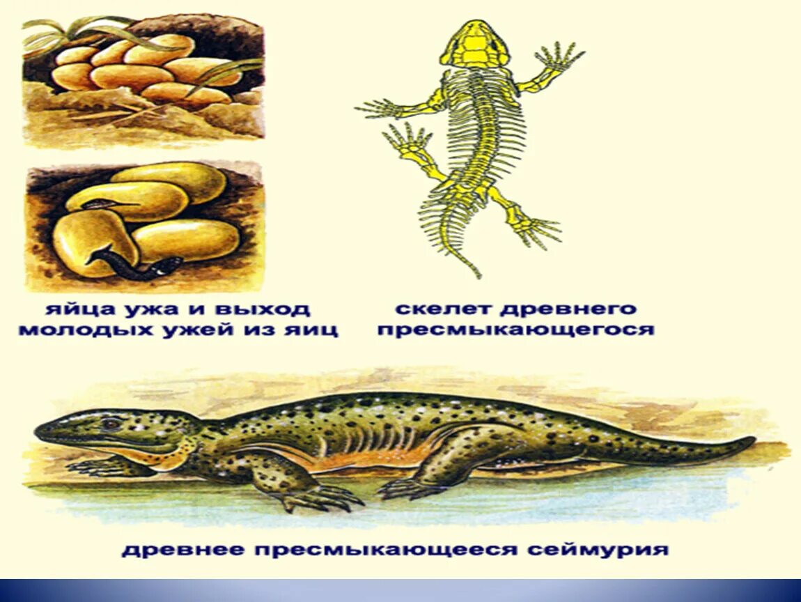 Яйцеживородящие пресмыкающиеся. Жизненный цикл пресмыкающихся ящерица. Личинки пресмыкающихся. Форест пит випер змея. Личинки пресмыкающихся.