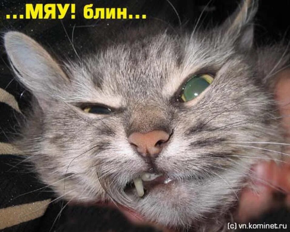 Котик с открытым ртом. Смешное мяу. Кошки. Смешное мяу. Кот мяукает.