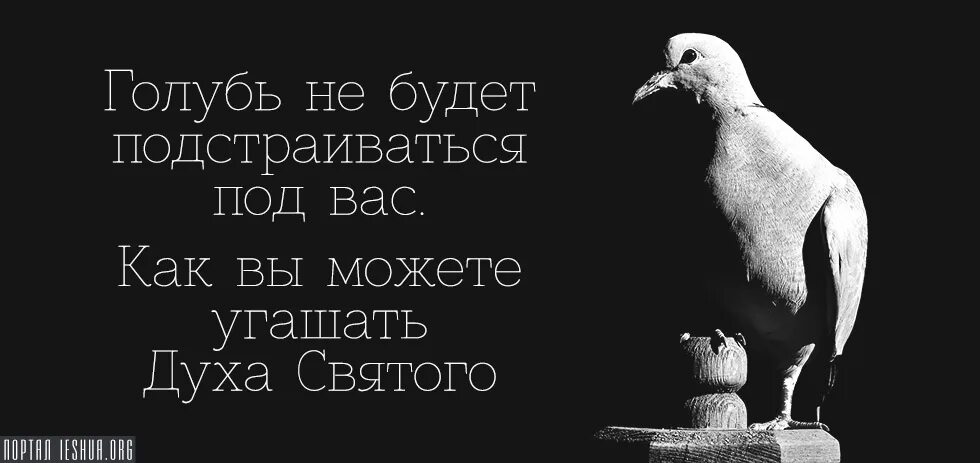 Цитаты про голубей. Подстраиваться цитаты. Не угашайте духа Святого. Не подстраивайся под других. Очень важно подстроиться под настроение