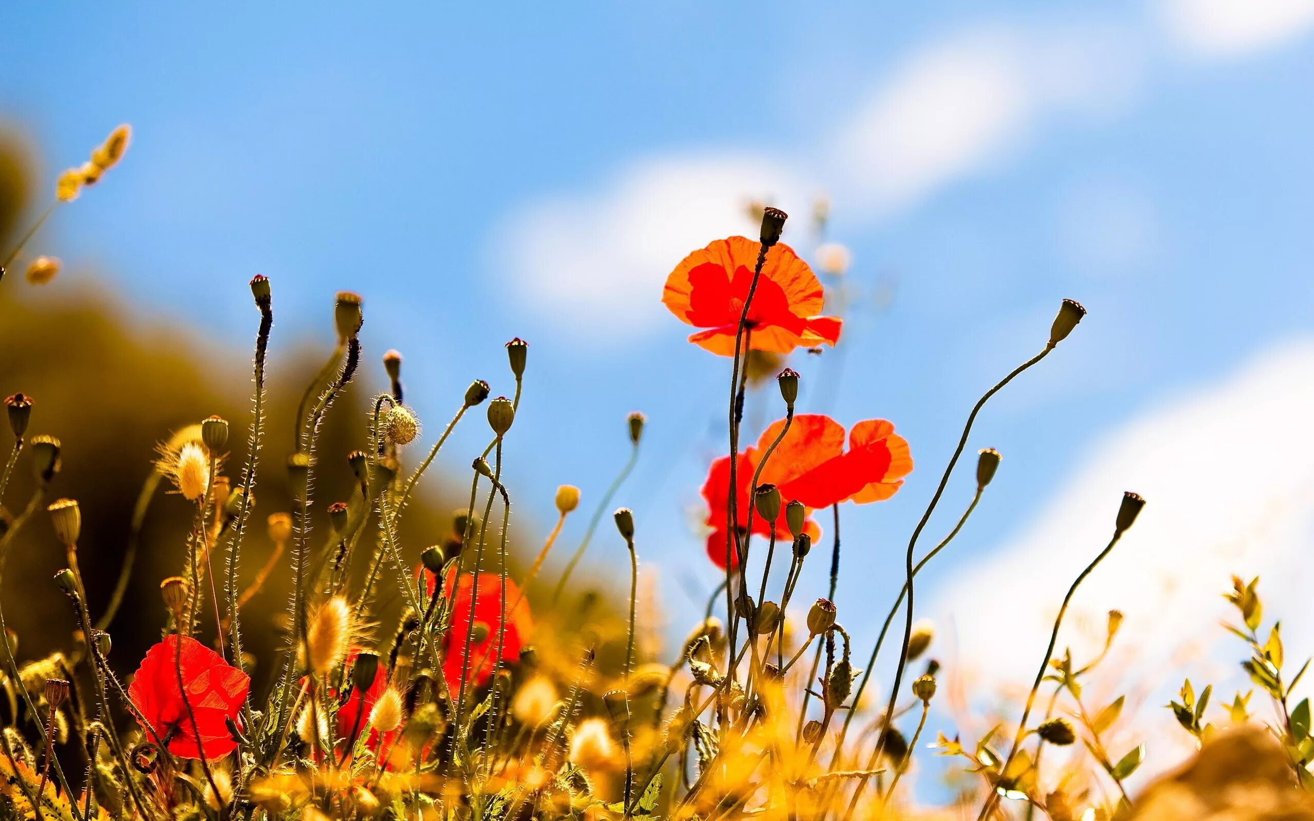 Flower nature. Летние цветы. Яркие цветы. Лето на рабочий стол. Летние обои на рабочий стол.