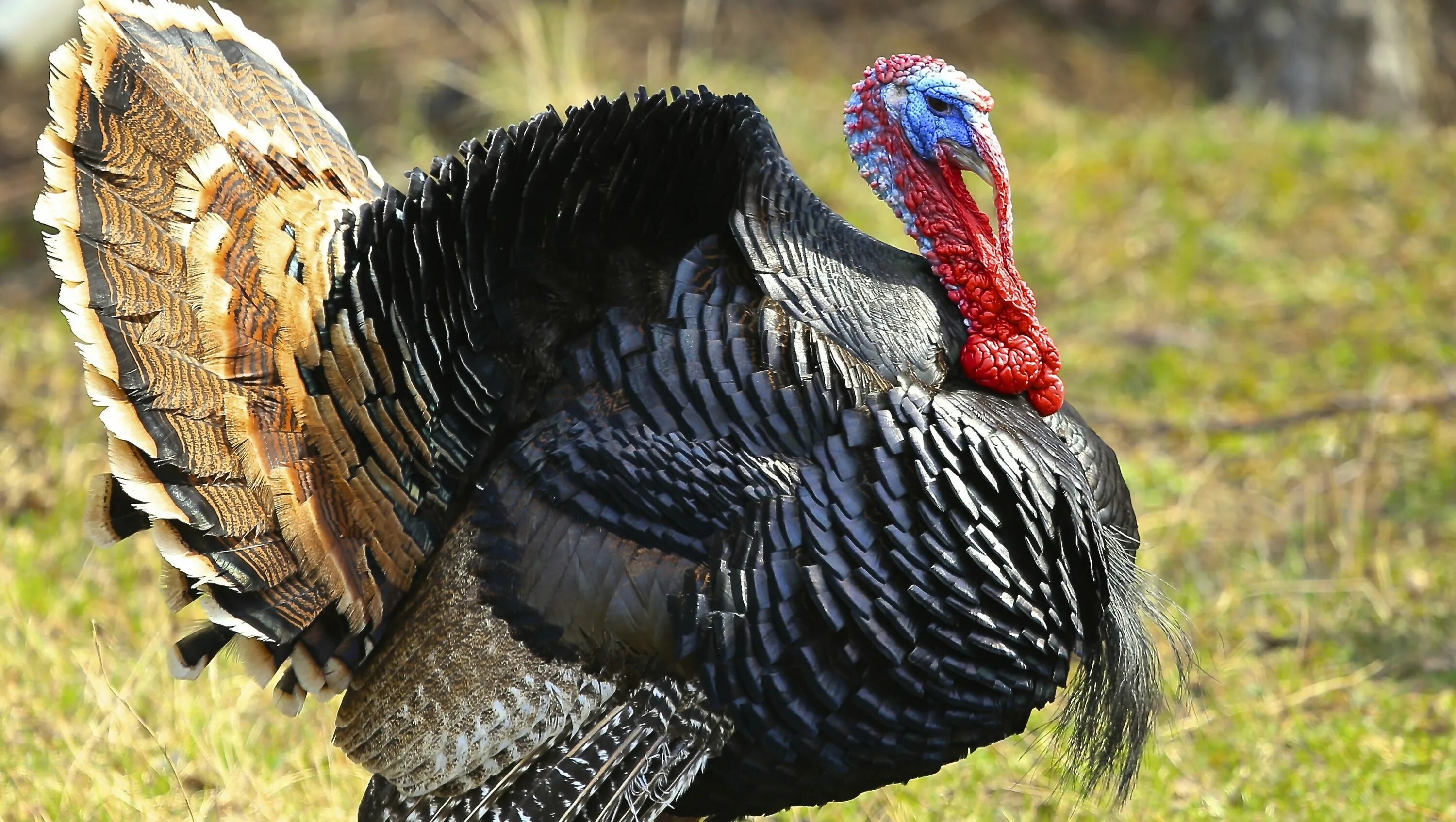 Куры индюшки. Индейка обыкновенная meleagris gallopavo. Индюк Брундуляк. Turkey индюк. Wild Turkey индюк.