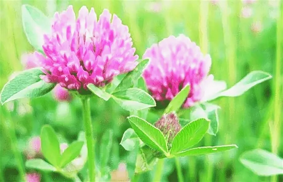 клевер магия четырехлистный. четырёхлистный клевер символ удачи. клевер растение пятилистный клевер. пятилистный клевер демон. клевер магические свойства.