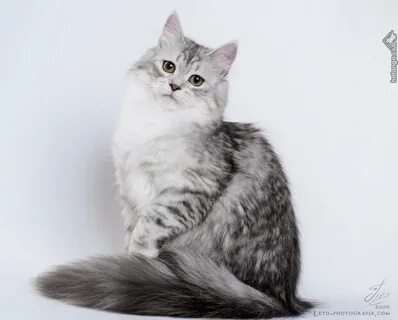 Кошка стандарт