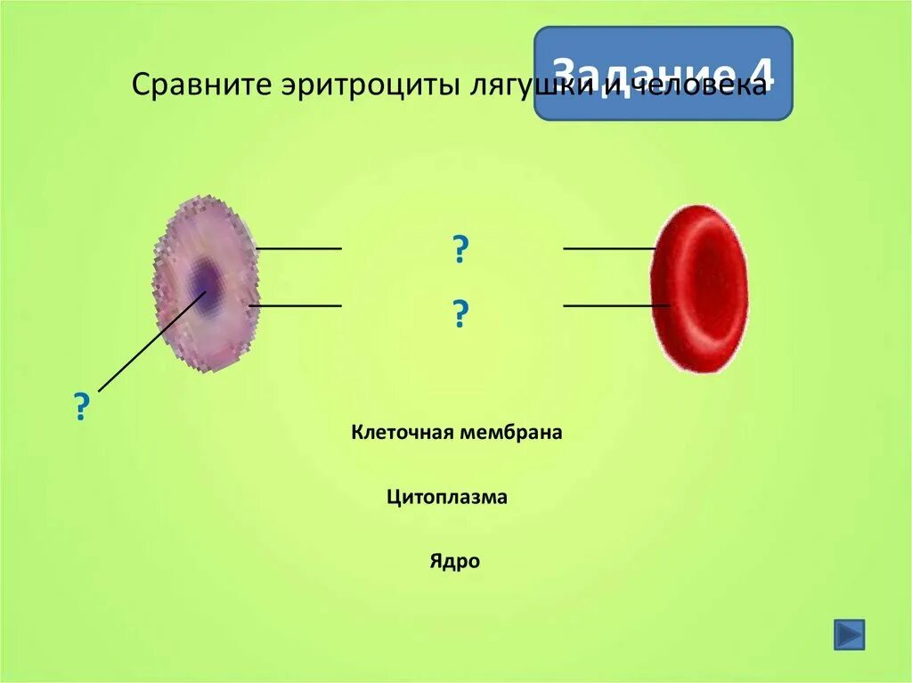 Рисунок эритроцита лягушки. Строение эритроцита лягушки. строение эритроцитов лягушки рисунок. строение эритроцитов человека и лягушки. строение эритроцита крови лягушки.