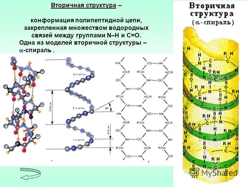 Вторичная структура белка формируется связями. Вторичная структура белка спираль. Водородные связи в структуре белка. Роль водородных связей в формировании вторичной структуры. Роль водородных связей в формировании вторичной структуры.