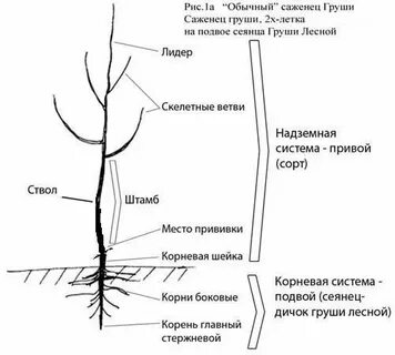 Как определить саженец