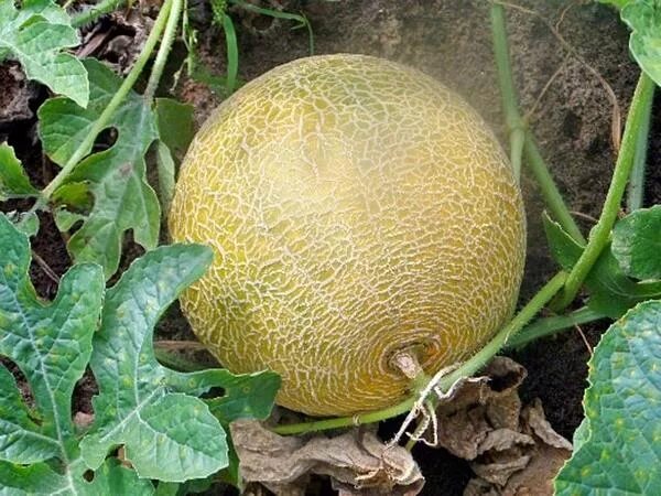 Сорта дыни для открытого грунта