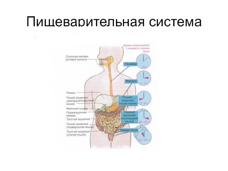 Патофизиология пищеварение пищеварение. Патофизиология проксимального отдела пищеварительной системы. Пищеварительная система презентация. Алгоритм пищеварительной системы. Происхождение пищеварительной системы