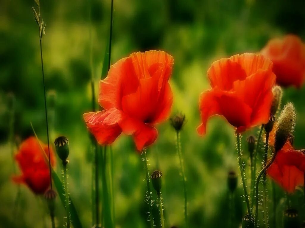 Макросъемка природа маки. Мак опи1. Эирподст про мак. Нектар мак. Ната мак.