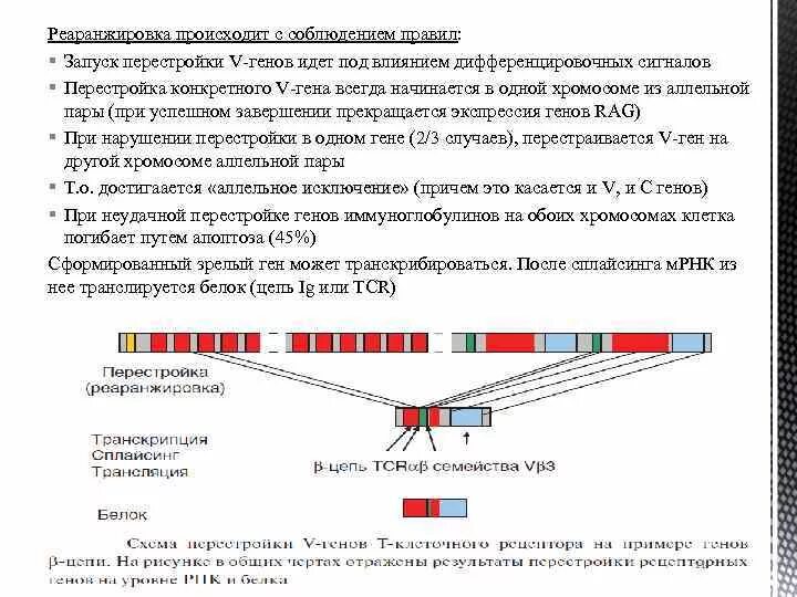 Гены иммуноглобулинов. Перестройка генов кодирующих в клеточный Рецептор. Перестройка генов иммуноглобулинов. Схема перестройки генов кодирующих т клеточный Рецептор. Реаранжировка т клеточного рецептора.