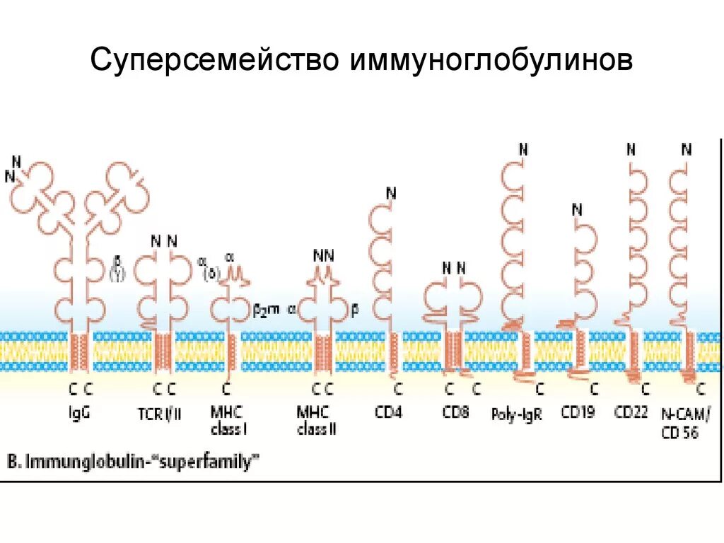 Гены иммуноглобулинов. Суперсемейство иммуноглобулинов иммунология. Белки суперсемейства иммуноглобулинов. Строение генов иммуноглобулинов. Рецепторы для иммуноглобулинов.