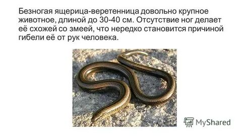К безногим относится