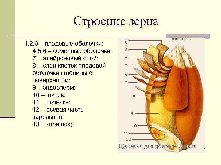 Строение семенной оболочки зерна пшеницы. Строение зерна пшеницы с оболочками. Строение зерновки овса. Строение зерна пшеницы зерновки.