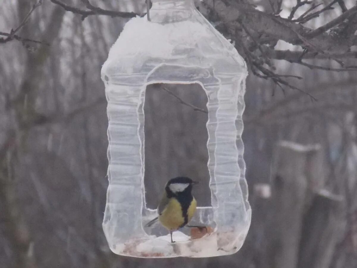 Сделать простую кормушку. Красивые деревянные кормушки для птиц. Кормушка для птиц. Простая кормушка для птиц. Экологичные кормушки для птиц.