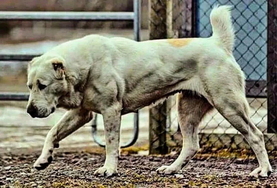 Сторожевая среднеазиатская овчарка. Алабай сильный. Алабай сильный. Среднеазиатская овчарка алабай бульдозер. Сао алабай гигант.