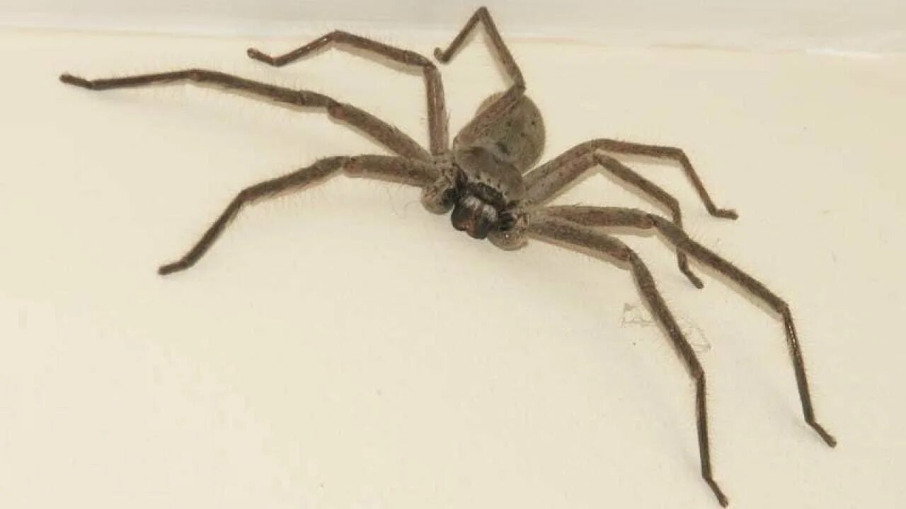 Jerma the giant enemy spider. Enemy" 2013 паук. The giant enemy spider!!!!!!!!!!11!11111111111. The giant enemy spider. Враг фильм 2013.