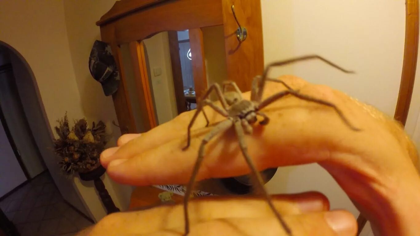 Паук-Егерь (Huntsman Spider). Паук Хантсмен Австралии. Паук охотник Австралия. Giant Huntsman Spider.
