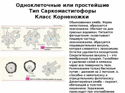 Общая характеристика одноклеточных корненожки 7 класс биология