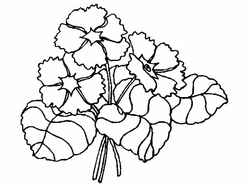 Комнатные растения фиалка, бегония, герань для детей. Фиалка ав 746-55. Фиалка герань. Фиалка королевская герань. Ав королевская герань фиалка фото.