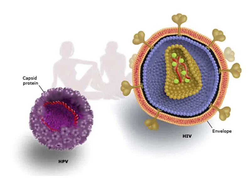 Клетки hpv. Возбудитель папилломавирусной инфекции. Клетки hpv. Патогенез папилломавирусной инфекции. Папилломавирусная инфекция возбудитель.