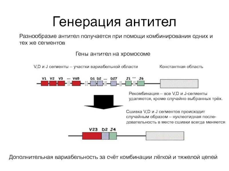Образование новых комбинаций генов. Механизмы генетического разнообразия антител. Механизмы формирования многообразия антител. Происхождение разнообразия антител. Генетические основы разнообразия антител.