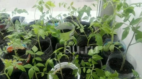 У рассады помидор бледные листья что делать