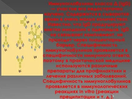 Иммуноглобулины продуцируют клетки