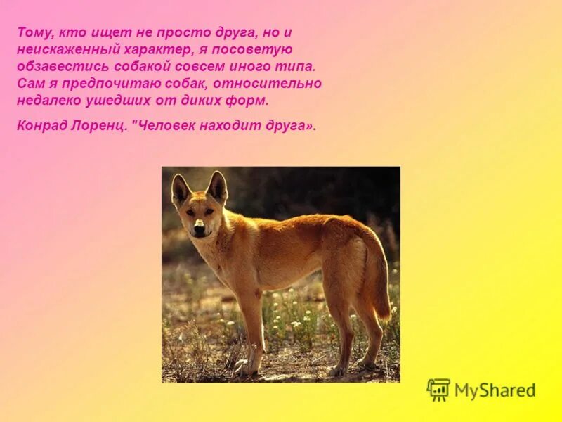 Тест по литературе 6 класс собака динго. Повесть дикая собака динго. иллюстрация к произведению дикая собака динго. динго кратко самое интересное. собака динго интересные факты.