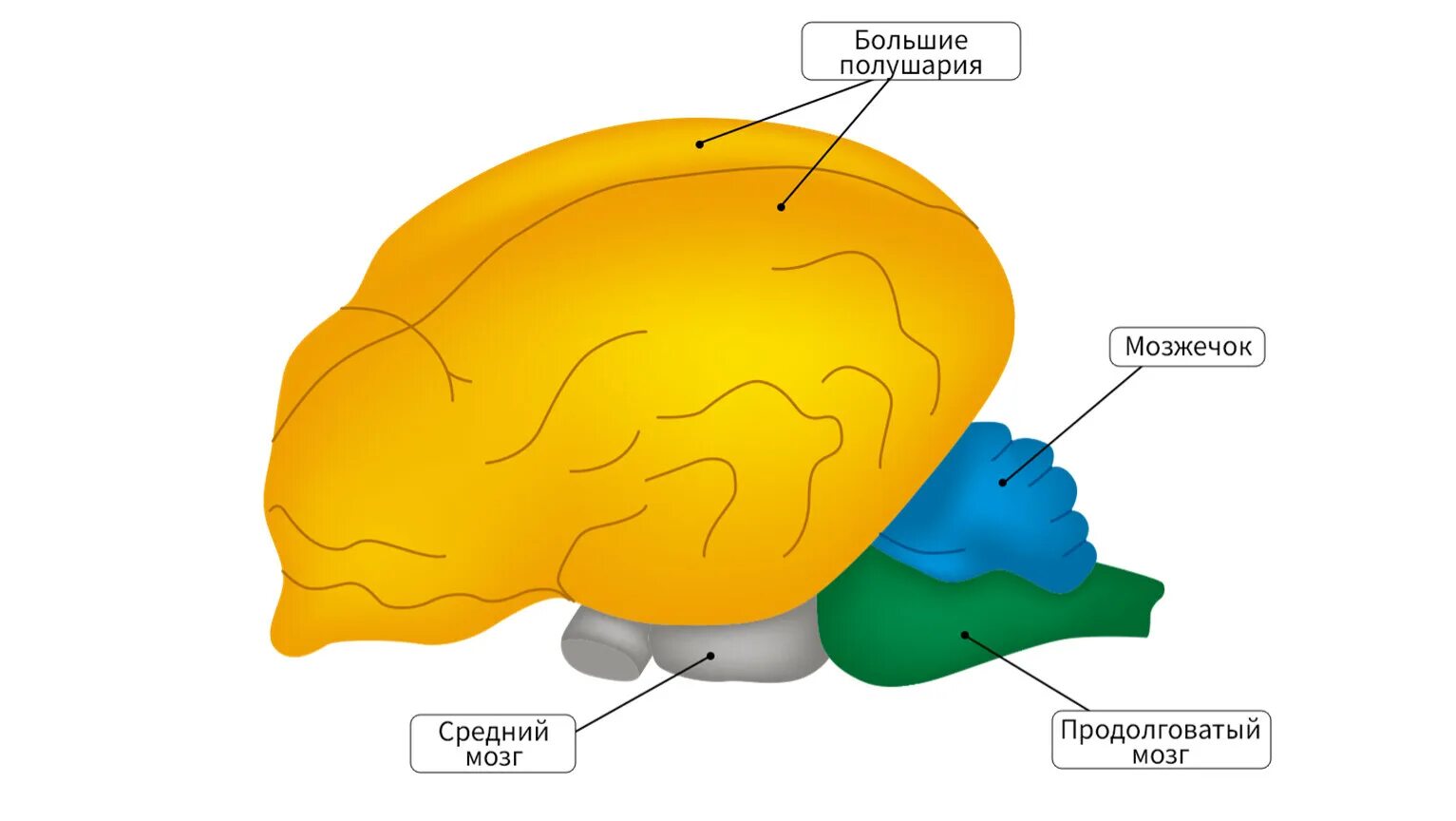 Строение головного мозга млекопитающих. Схема строения головного мозга млекопитающих. Отделы головного мозга млекопитающих схема.