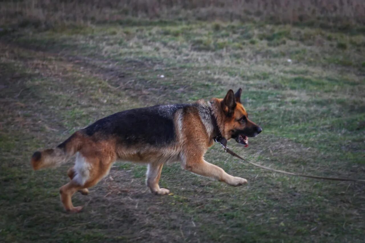 щенок немецкой овчарки 3 месяца. немецкая овчарка 6 месяцев. щенок немецкой овчарки 9 месяцев. щенки немецкой овчарки длинношерстные 6 месяцев. восточно-европейская овчарка девочка.