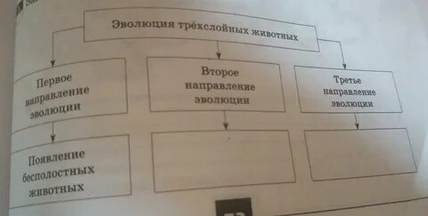 Заполните схему эволюция