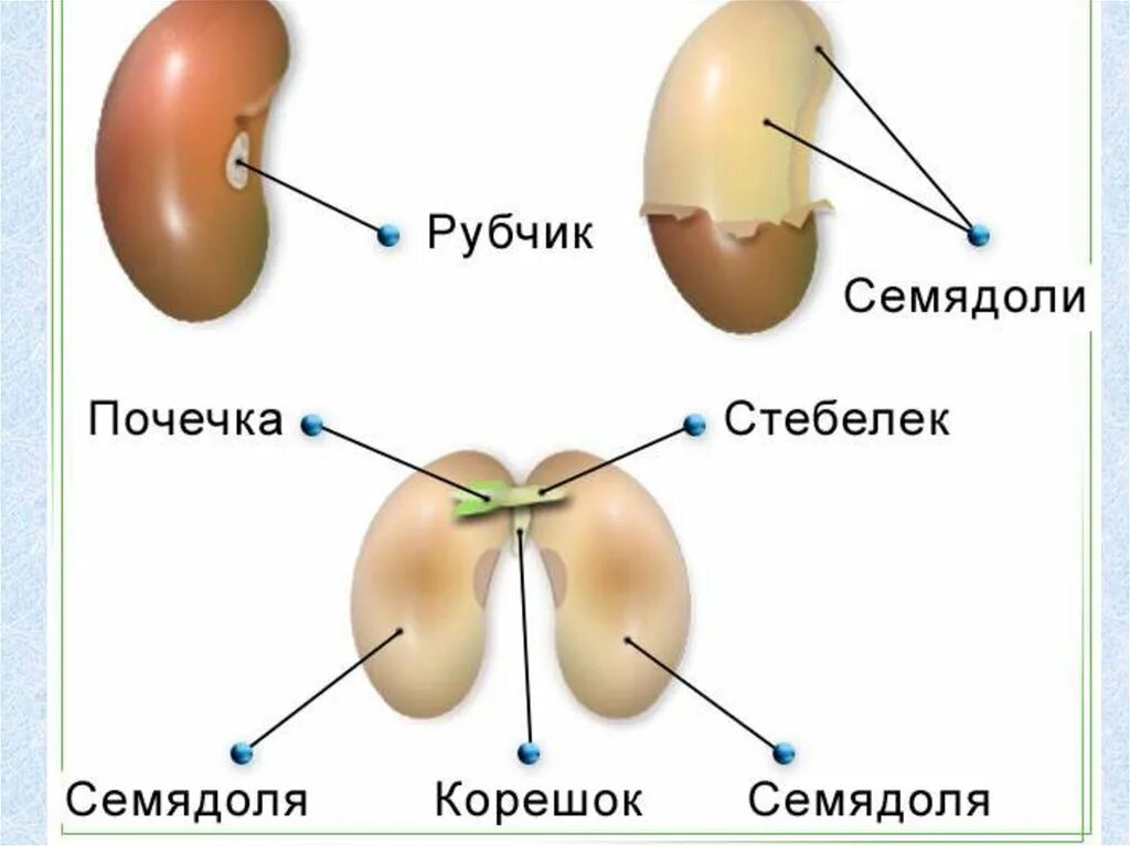 Почечка корень. Строение семени микропиле. Строение набухшей фасоли. Сухие и набухшие семена фасоли. Строение сухого семени фасоли.