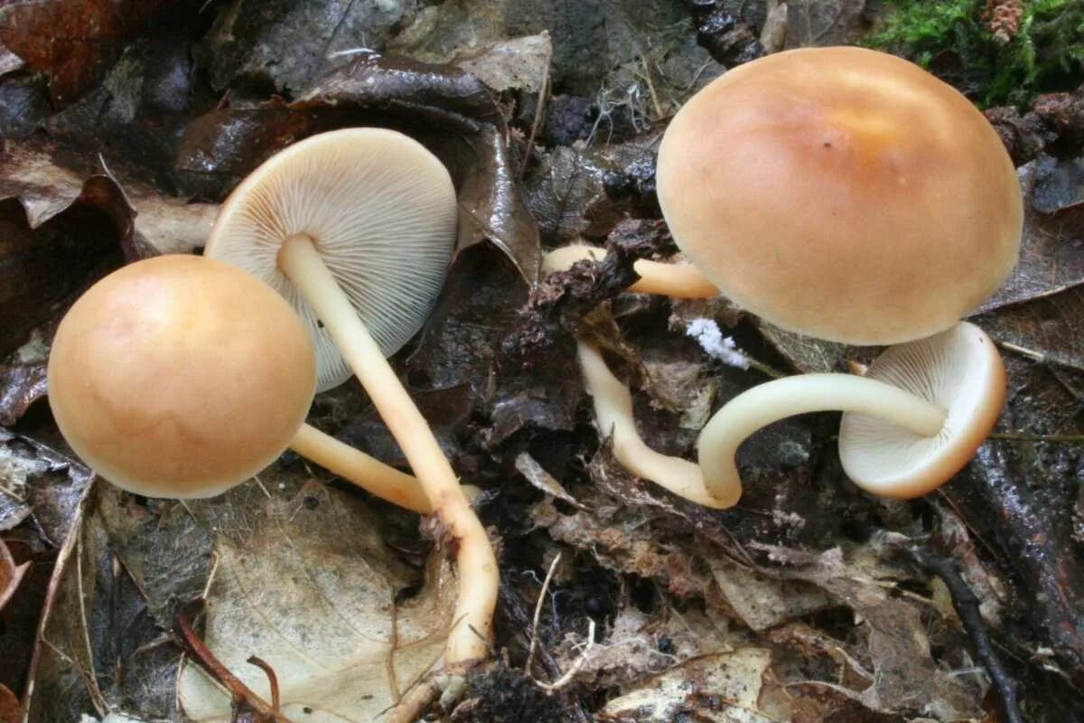 Опёнок весенний Коллибия. Collybia dryophila. Коллибия лесолюбивая гриб. Gymnopus dryophilus.