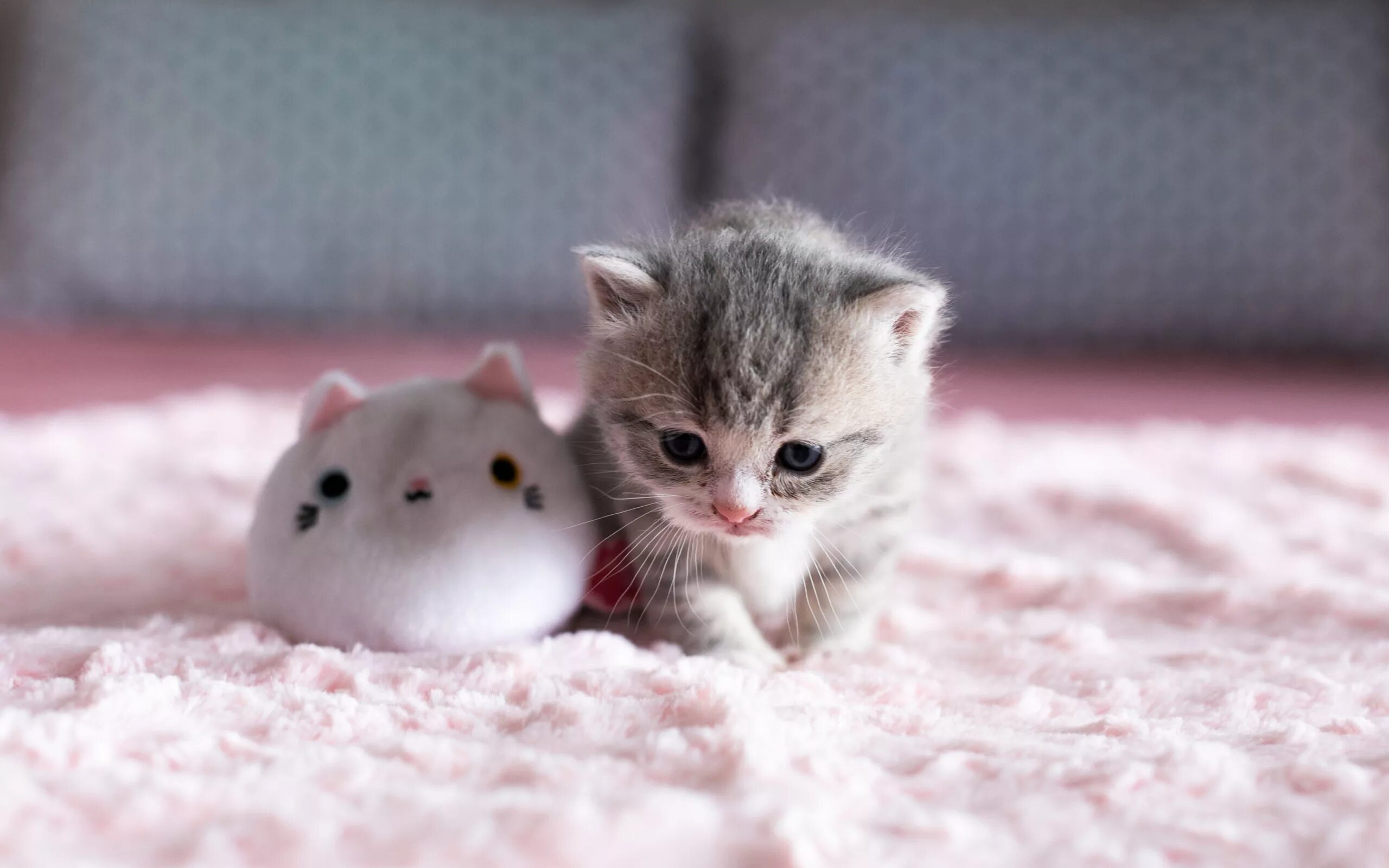 Покажи милые. Милые котята. Маленькие котики. Маленький котенок. Кошки маленькие милые.